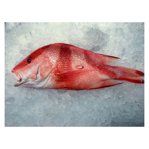 Poisson de snapper blanc congelé de haute qualité, préparé pour les achats en gros à grand volume - Product Image 2