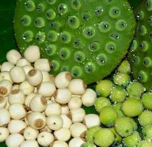 Produits agricoles pelés et non pelés de haute qualité Meilleures noix de lotus du Vietnam - Product Image 2