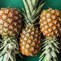 Sappige En Zoete Tropische Ananas/Boerderij Vers/Betaalbare Waarde/Gemaakt In Vietnam