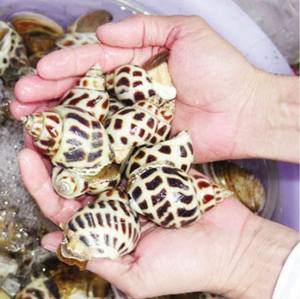 Caracoles de Concha Superior Cocidos y Congelados, Mariscos Deliciosos, Caracoles de Concha Superior Cocidos y Congelados para las Fiestas - Product Image 6