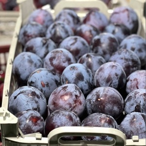 Prunes Fraîches de Qualité Supérieure Classe I - Variétés Douces Violettes Victoria & Black Diamond - Fruits à Noyaux de Qualité Export - Haute Teneur en Brix 12%+ - Product Image 6