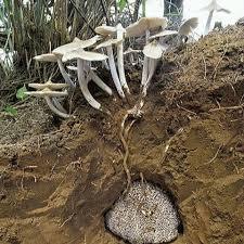 Cleancap ป่า-ฐานเห็ดหมัก - Product Image 5