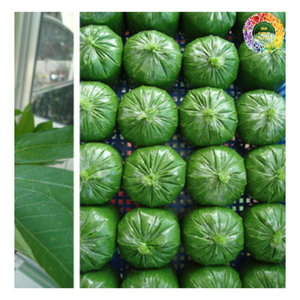 HOJAS DE YUCA CONGELADAS DE CALIDAD AL POR MAYOR, DELICIOSAS HOJAS DE YUCA PICADAS CONGELADAS PARA EMBALAJE DE EXPORTACIÓN 500GR/BOLSA, O A GRANEL - Product Image 5