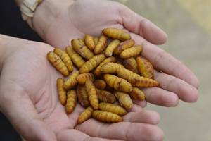 Bolsa seca de crisálida de gusano de seda congelado de la mejor calidad, almacenamiento de estilo gluten, pupas de gusano de seda secas, ÁNGULO - Product Image 4