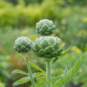 Poudre d'artichaut biologique Ingrédient naturel à base de plantes pour complément alimentaire Boisson Fournisseur en gros Exportation Thaïlande - Product Image 6