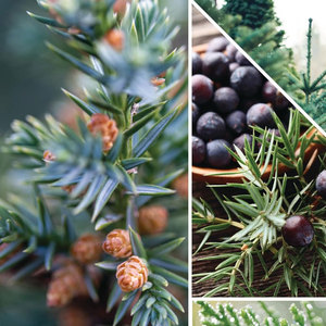 Thơm cổ điển 22oz lớn Jar nến với duy nhất bấc lâu dài 50 giờ đốt cháy thời gian hoàn hảo cho Giáng sinh mùa đông nhà - Product Image 5