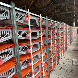 Uovo automatico di raccolta di plastica di quaglia gabbia HJ-QC400B - Product Image 1