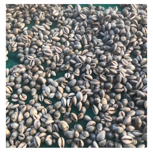 Art de coquillage artisanal, coquillage naturel pour intérieurs côtiers, cadeau écologique au charme durable - Product Image 6