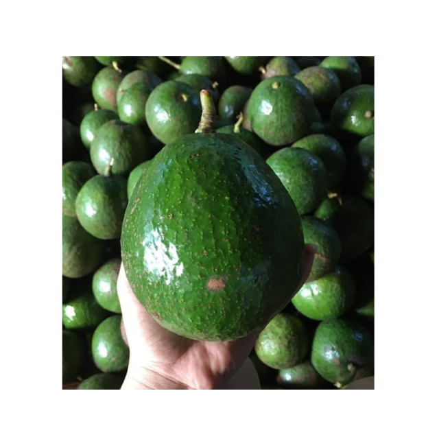 Green Avocado Fresh Tropical Fruit From Vietnam Hass Type For Export With Creamy Texture Used In Salad Smoothie Sandwich Cooking