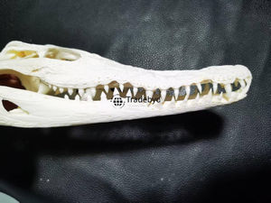 Tradebyd Premium Résine Animal Sculpté Figurine Artisanale Statue Décorative pour Maisons Élégantes et Acheteurs de Cadeaux - Product Image 5