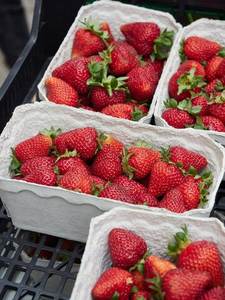 Fraises fraîches en gros en stock, sucrées et mûres, livraison rapide, meilleur prix pour la pâtisserie ou la consommation quotidienne, prix bas en promotion - Product Image 3