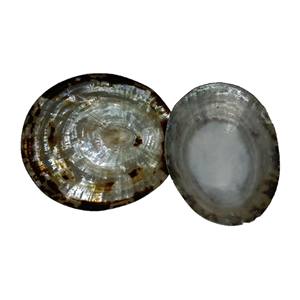 Concha ovalada Natural sin pulir, concha de mar de alta calidad, recuerdos de tamaño de 5cm, directo de fábrica - Product Image 1