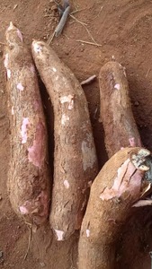 Tiras de Yuca (Cassava) Fresca, Variedad Topioca, 25 kg, Mejor Precio de Fábrica, Compra en Grandes Cantidades, Entrega Rápida - Product Image 5