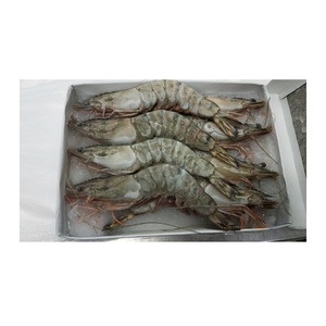Camarones Tigre HOSO Congelados - Compra al por Mayor de Camarones Tigre para Procesamiento de Alimentos - Product Image 6