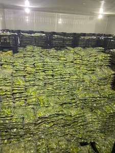 Aguacate congelado de alta calidad Delicioso aguacate congelado en Vietnam Aguacate congelado al mejor precio - Product Image 4