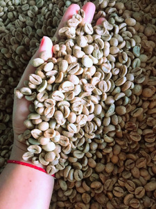 Certified USDA Specialty Robusta <b>Roasted</b> <b>Coffee</b> <b>Beans</b> Size 16 Vietnam High Quality G1 G2 Factory Direct Export Only 0.1% Black - Product Image 6