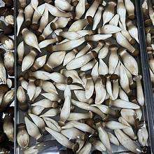 SETA DE TERMITAS SETAS SEDA DE ALTA CALIDAD ETIQUETA LIMPIAR INGREDIENTE NATURAL DE APOYO INMUNE - Product Image 6