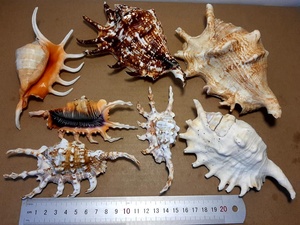 เปลือกหอยตกแต่งในปริมาณมากในราคาที่ดีที่สุดจากซัพพลายเออร์เวียดนามเหมาะสำหรับตกแต่งบ้าน - Product Image 2