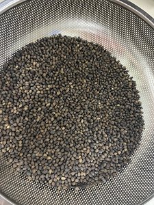 Extracto de semillas de papaya secas Tratamiento de Vietnam Semilla negra Vietnam para importación Exportación Calidad Productos de Loto Azul - Product Image 6