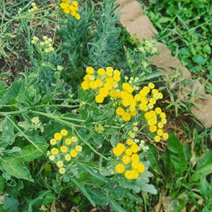 Venta al por mayor de aceite esencial de costmary terapéutico de la mejor calidad a granel con buen precio 100% Pure Costmary Essential Oil India - Product Image 2