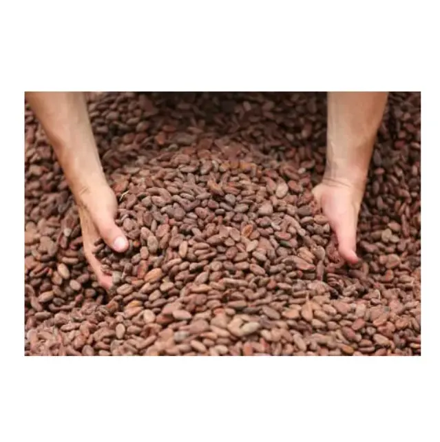 Hit Sale Bake material Natural wholesale price dried Raw Cocoa Beans coco bean for sale