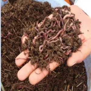 Engrais organique compost de vermis 1 kg indien - Haute qualité, qualité d'exportation, excellent prix - Product Image 2