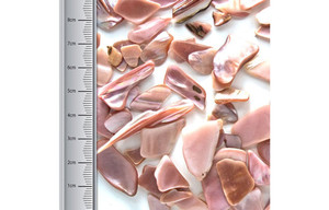 Pezzi di Conchiglia Naturale Lucidati Stile Animale per Artigianato, Frammenti di Conchiglie Naturali per Mosaici in Resina e Creazione di Gioielli - Product Image 3