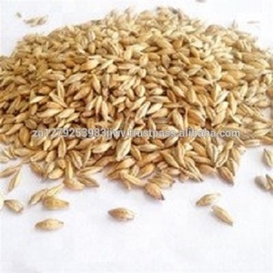 Grains d'orge maltés torréfiés séchés de qualité supérieure en gros 50 kg Alimentation animale pour poissons - Product Image 4