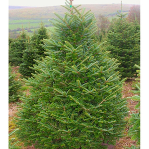 6FT Deluxe đổ xô <span class=keywords><strong>Fraser</strong></span> <span class=keywords><strong>Fir</strong></span> nhân tạo đầy đủ PE tuyết cây giáng sinh với 500 ấm trắng đèn cho trong nhà/ngoài trời sử dụng - Product Image 1