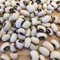 Black Eyed Peas Emballage sous vide en vrac séché sans OGM de haute qualité de qualité supérieure nouvelle récolte de l'année à vendre prêt à l'exportation