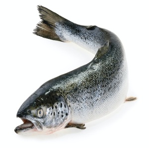 Fresh Whole Atlantic Salmon Fish Vacuum Pack Nutritious <b>Seafood</b> from Norway - Product Image 2