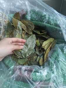 ใบฝรั่งแห้งจากเวียดนาม เหมาะสำหรับชงเป็นเครื่องดื่ม ชา และการผสมผสานต่างๆ พร้อมรับออเดอร์ซื้อจำนวนมากทั่วโลก - Product Image 6