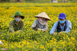 Extrait naturel de plante de thé, de marguerite séchée biologique de haute qualité, de camomille, de chrysanthème, de fleur - Product Image 3