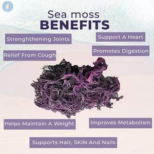 Best Price 100% Organic <b>Natural</b> High Quality <b>Sea</b> <b>Moss</b> / Wildcrafted Sun Dried Seamoss From Vietnam / Ms. Beatrix - Product Image 5