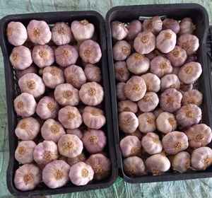 Ajo Entero Premium 100% Natural Fresco de Alta Calidad para Exportación, Empaque Personalizado, Marca Al Nada, Egipto, 6-9 Meses de Vida Útil, 10 Toneladas - Product Image 4