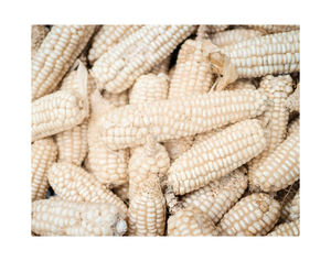 Maíz Amarillo y Blanco Premium: Proveedor Mayorista de Maíz Amarillo y Blanco para Alimentación Animal y Consumo Humano - Product Image 4