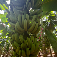 Groothandelsprijs Bananen Gedroogd/Gevriesdroogd/Fris Fruit uit de Mekong Delta GRATIS STALEN MOQ 100-1/TON