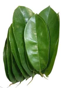 Hojas de Guanábana secas frescas/hoja de Graviola buen precio 2025 - Product Image 1