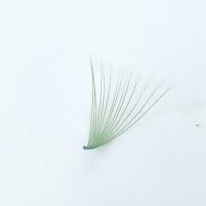 Promade alta calidad 3D 20D volumen ventilador extensiones de pestañas sueltas BC D L M curvas en 0,03 0,05 0,07 0,10 tamaños de Vietnam - Product Image 5