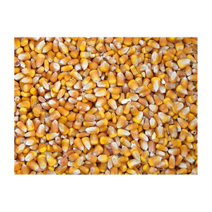 Maíz amarillo 100% Natural, grano de maíz amarillo de alta calidad, Son La mejor oferta, venta al por mayor - Product Image 1