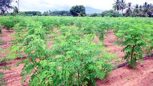 Fabricante y exportador de cápsulas de Moringa Herbal en forma de polvo empaquetadas en tambor y botella India - Product Image 3