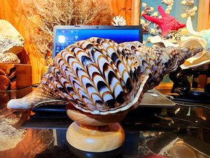 Coquilles décoratives d'escargot et de trompette à forme stable pour la décoration artistique et la distribution en gros - Product Image 3