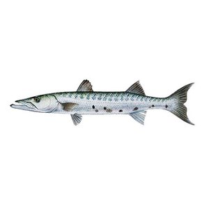 Precio competitivo BQF Fresh Frozen Barracuda Max Premium Bulk Whole Round Ribbon Fish Low-Carb Low-Sugar Trans-Fat Free 10kg/CTN - Product Image 1