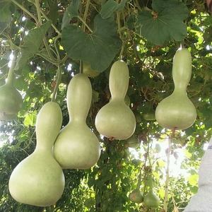100 pezzi semi rari semi ornamentali semi di zucca semi di zucca a sorpresa semi regalo - Product Image 1