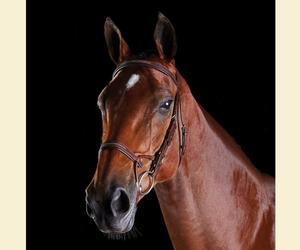 Fancy Stitch Brida Hecha de cuero de alta calidad Tocado de forma anatómica de manera uniforme - Product Image 2