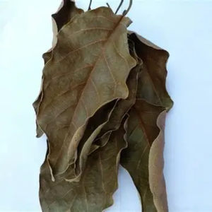 HOJAS DE AGUACATE ECOLÓGICO PARA TÉ Y SORTEO - Product Image 1