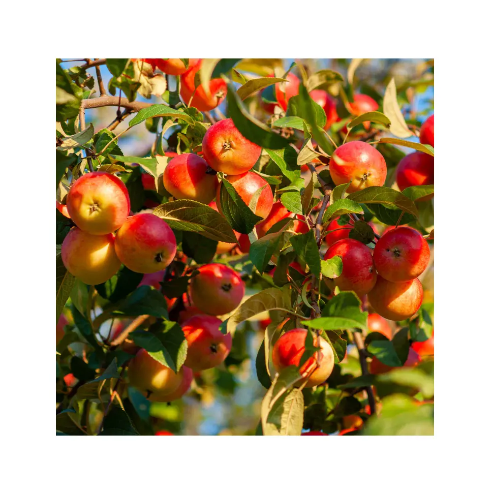 En İyi kalite doğal Winesap elma taze stok toplu toptan İhracat