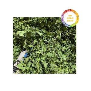 Centella Asiática Seca en Venta, Material Procesado de Alta Calidad para Pedidos al por Mayor, Suministro de Exportación Confiable con Precio Competitivo - Product Image 3