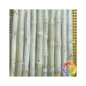 Bâtonnets de canne à sucre congelés prêts à servir emballés sans additifs pour les jus frais et les boissons utilisées dans l'industrie - Product Image 2