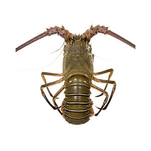 Homard japonais entier congelé, queue entière, 100% pur, saumure, écrevisse fraîche crue, processus BQF, 5 cm, 0,3 kg, emballage en boîte, origine Royaume-Uni - Product Image 2